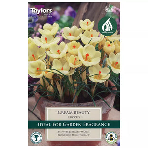Crocus 'Cream Beauty' (10 bulbs) image 0