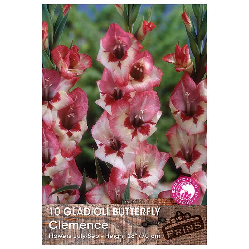 Gladioli Butterfly 'Clemence' - 10 bulbs image 0
