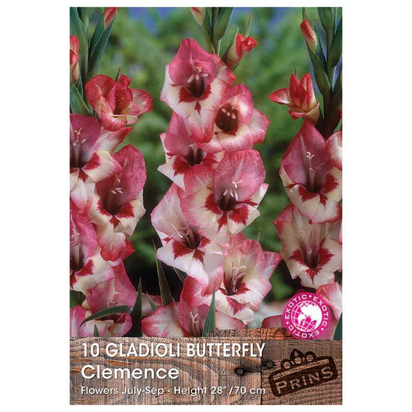 Gladioli Butterfly 'Clemence' - 10 bulbs image 0