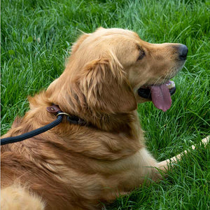 Zoon Primo Jet WalkAbout Dog Slip Lead image 3
