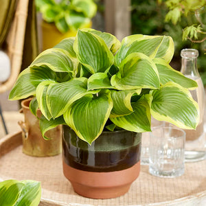 Hosta 'Queen Josephine' image 0