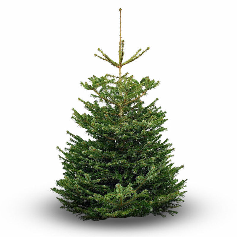 Nordmann Fir Standard Cut Real Christmas Tree image 0