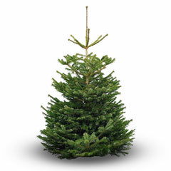 Nordmann Fir Standard Cut Real Christmas Tree image 0