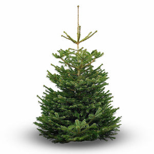 Nordmann Fir Standard Cut Real Christmas Tree image 0