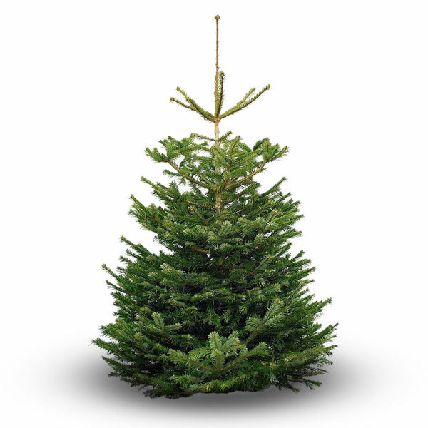 Nordmann Fir Standard Cut Real Christmas Tree image 0
