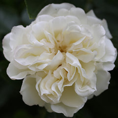 Whartons Roses ‘Diamond Dad’ Bush Rose (3-Litre Pot) image 0