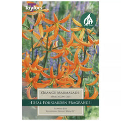 Lilium 'Orange Marmalade' (2 bulbs) image 0