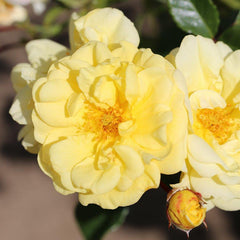 Whartons Roses ‘Golden Memories’ Shrub Rose (3-Litre Pot) image 0