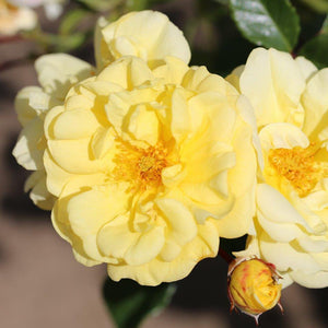 Whartons Roses ‘Golden Memories’ Shrub Rose (3-Litre Pot) image 0