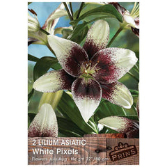 Lilium 'Asiatic White Pixels' (2 Bulbs) image 0