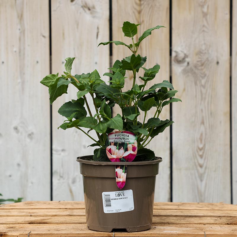 Fuchsia Hardy Bush ‘Garden News’ (2-Litre Pot) image 0