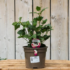 Fuchsia Hardy Bush ‘Garden News’ (2-Litre Pot) image 0