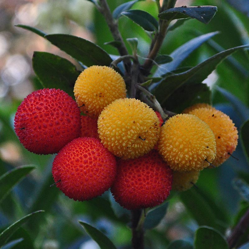 Arbutus unedo ‘Strawberry Tree’ (12-Litre Pot) image 0