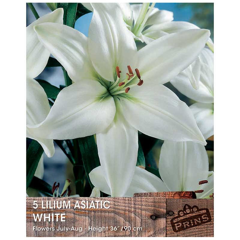 Lilium 'Asiatic White' Bulbs image 0
