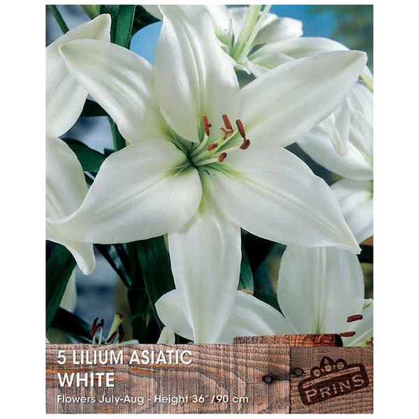 Lilium 'Asiatic White' Bulbs image 0
