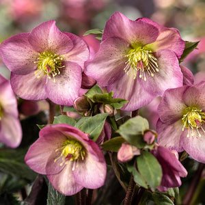 Helleborus ‘HGC Ice N’ Roses Pink Promise’ (4.5-Litre Pot) image 0