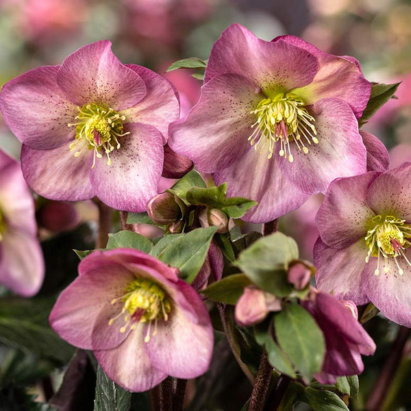Helleborus ‘HGC Ice N’ Roses Pink Promise’ (4.5-Litre Pot) image 0
