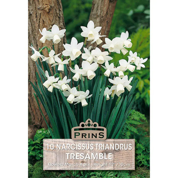 Narcissus 'Tresamble' (10 bulbs) image 0