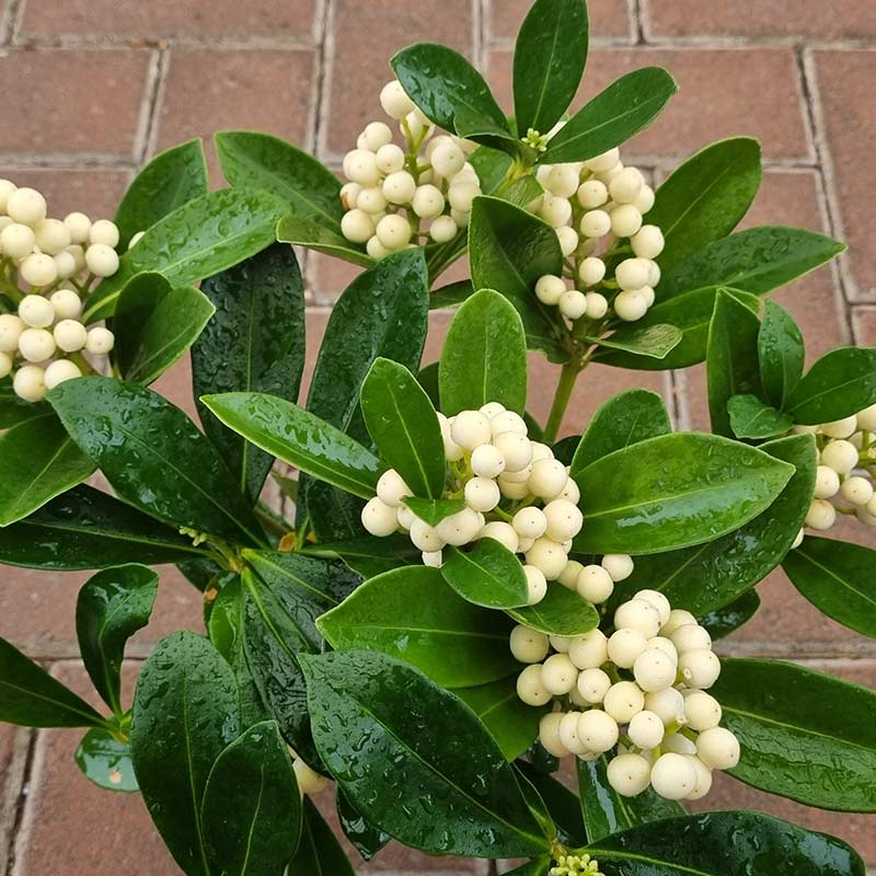 Skimmia japonica ‘O’ Berries White’ (f) (12cm Pot) image 0