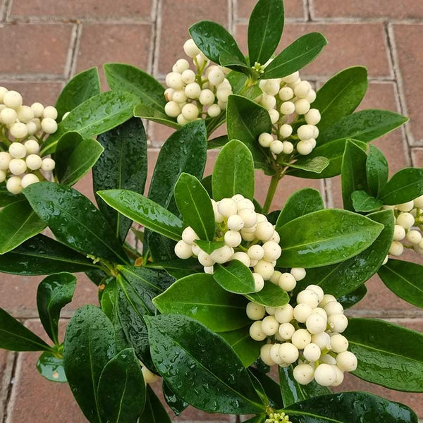 Skimmia japonica ‘O’ Berries White’ (f) (12cm Pot) image 0