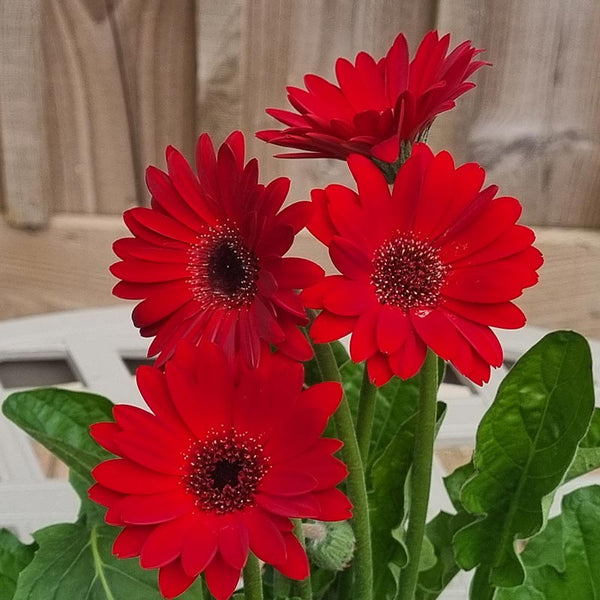 Gerbera ‘Sweet Chilli’ (2-Litre Pot) image 0