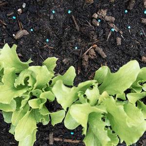 Westland Growing Success Slug Killer Advanced image 2