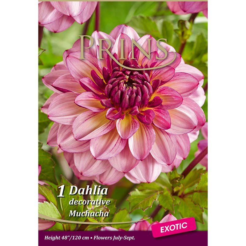 Dahlia 'Muchacha' (1 bulb) image 0