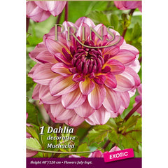 Dahlia 'Muchacha' (1 bulb) image 0