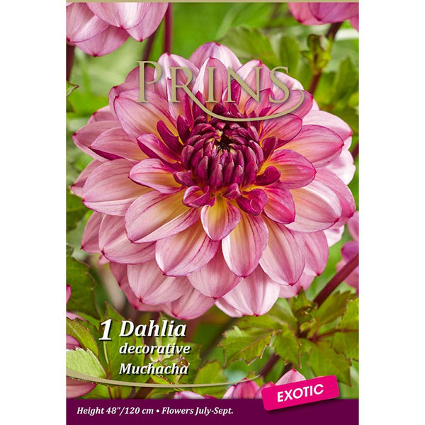 Dahlia 'Muchacha' (1 bulb) image 0