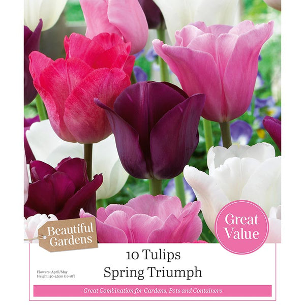 Tulip ‘Spring Triumph’ Mixed Colours (10 Bulbs) image 0