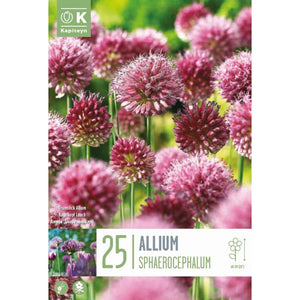 Allium ‘Sphaerocephalon’ (25 Bulbs) image 0
