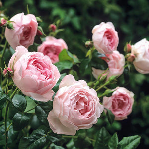 David Austin Scepter'd Isle® English Shrub Rose (6-Litre Pot) image 2