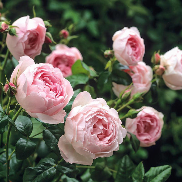 David Austin Scepter'd Isle® English Shrub Rose (6-Litre Pot) image 2