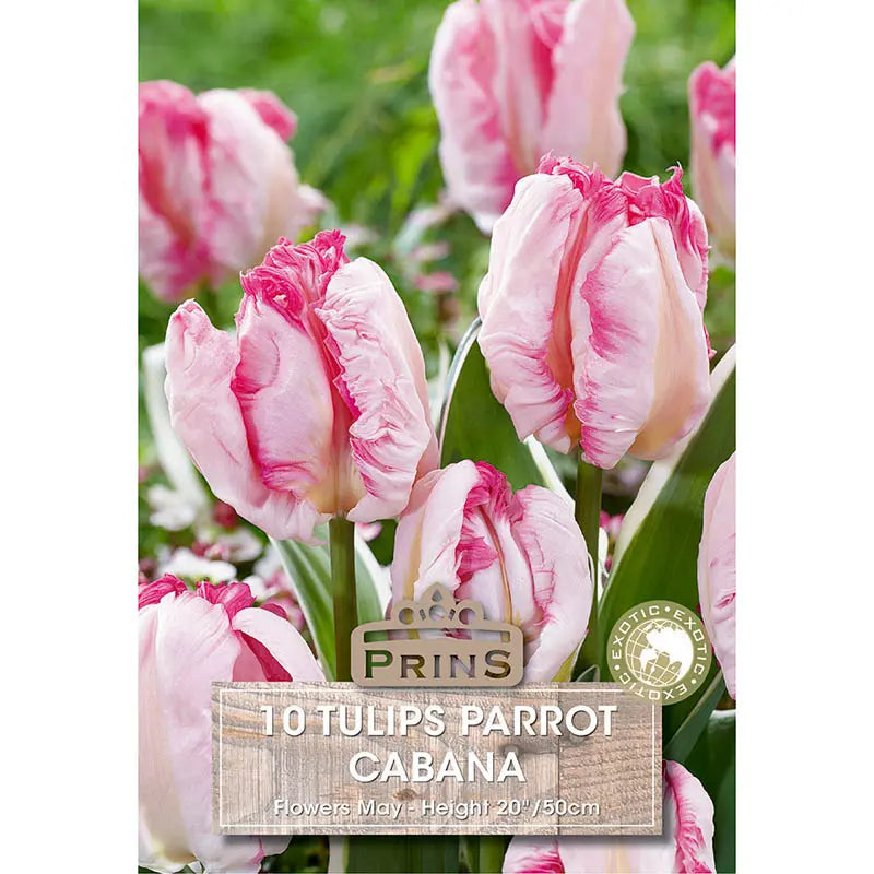 Tulip 'Cabana' (10 bulbs) image 0