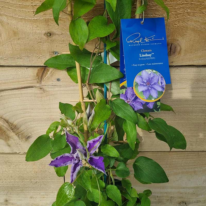 Raymond Evison Clematis Lindsay image 0