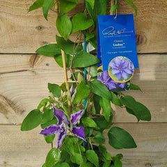 Raymond Evison Clematis Lindsay image 0
