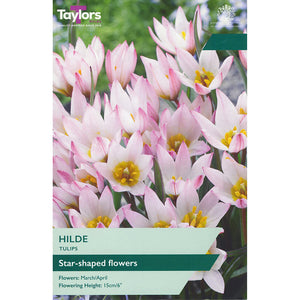 Tulip cretica ‘Hilde’ (7 Bulbs) image 0