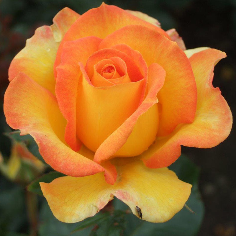 Whartons Roses ‘Happy Birthday’ Shrub Rose (3-Litre Pot) image 0