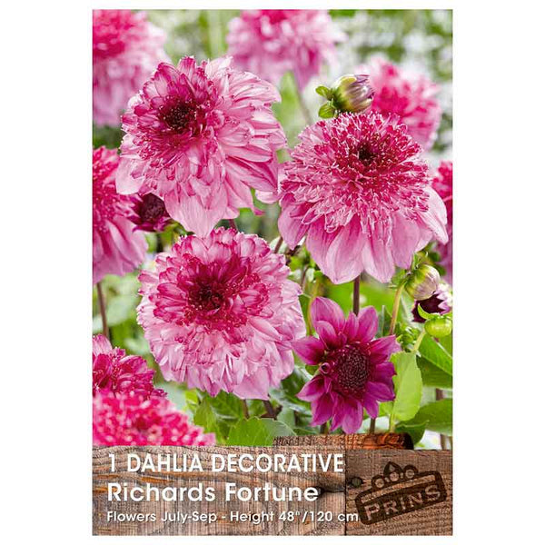 Dahlia Decorative 'Richards Fortune' (1 tuber) image 0