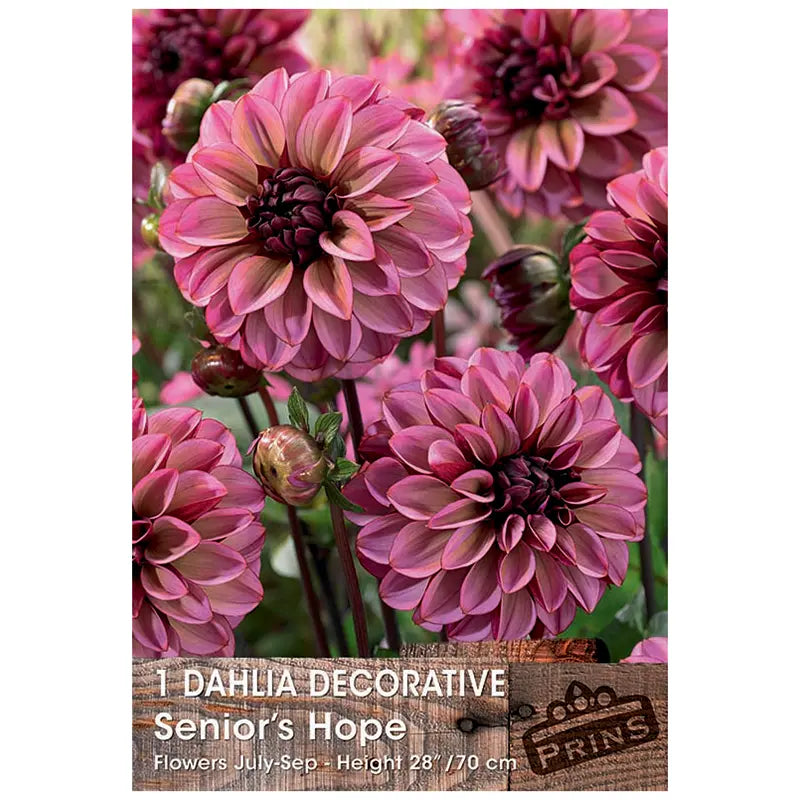 Dahlia Decorative 'Senior's Hope' (1 tuber) image 0