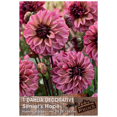 Dahlia Decorative 'Senior's Hope' (1 tuber) image 0