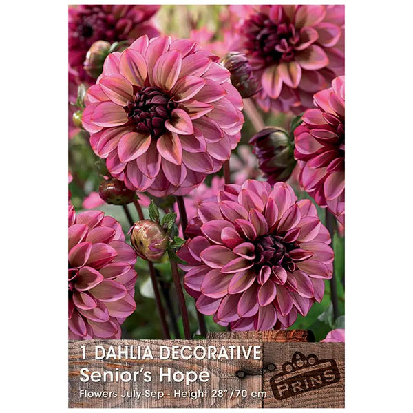 Dahlia Decorative 'Senior's Hope' (1 tuber) image 0