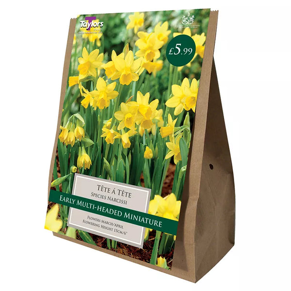 Narcissus ‘Tête-à-tête’ Daffodils (18 bulbs) image 1