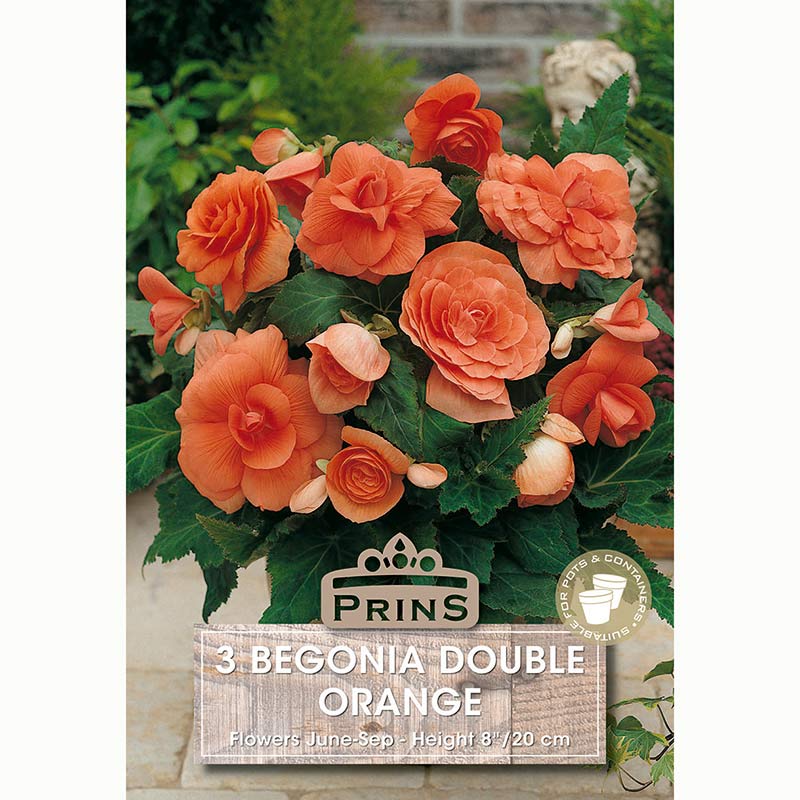 Begonia 'Double Orange' with Tangerine-Coloured Flowers (3 Bulbs) image 0