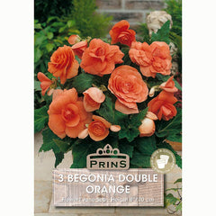 Begonia 'Double Orange' with Tangerine-Coloured Flowers (3 Bulbs) image 0