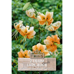 Lilium 'Lady Alice' (2 bulbs) image 0