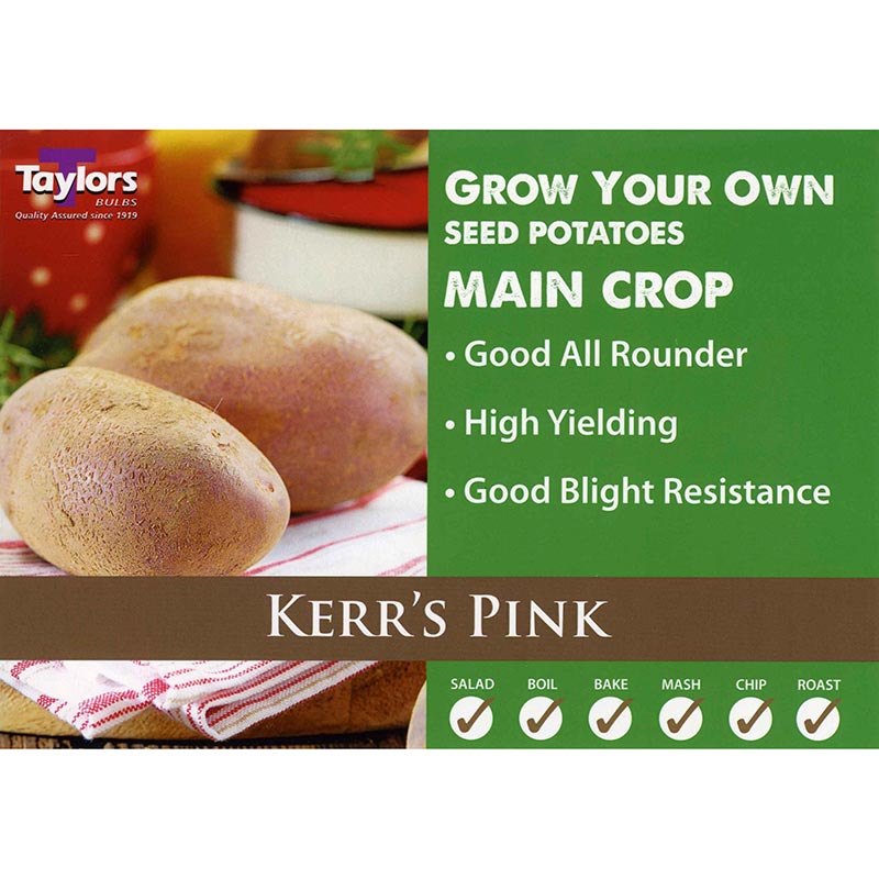 Kerr's Pink Main Crop Seed Potatoes image 0
