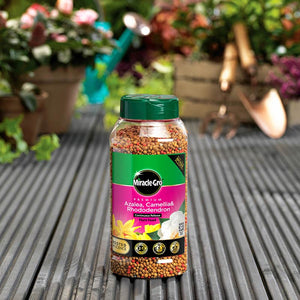 Miracle-Gro Premium Azalea, Camellia & Rhododendron Continuous Release Plant Food (900g) image 1