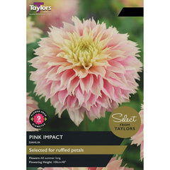 Dahlia Pink Impact (2 Tubers) image 0