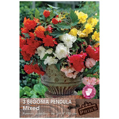 Begonia 'Pendula Mixed' (3 tubers) image 0